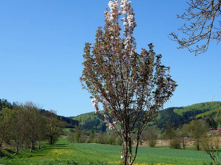 Ganze Ferienwohnung, Ferienwohnungen Braun - Ferienwohnung "Rebbergblick" in Seelbach, Mittlerer Schwarzwald