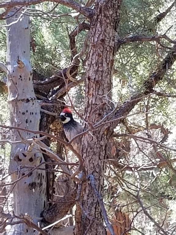 Dekoriert und bereit für die Feiertage, kommen Sie und entspannen Sie sich und entkommen Sie. in Navajo County