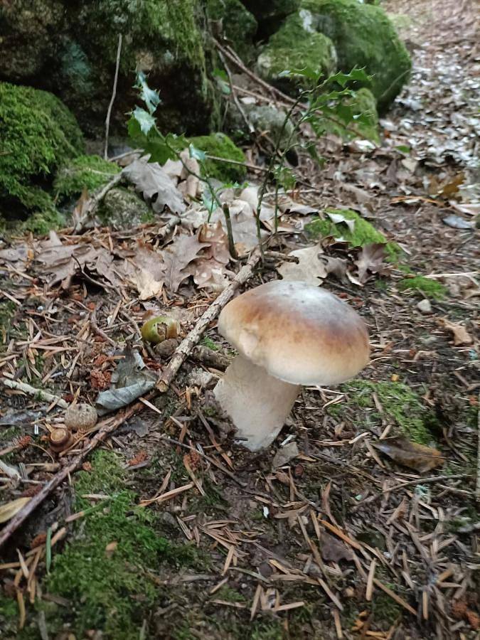 Location de vacances pour 6 personnes, avec vue sur le lac ainsi que jardin et vue, animaux acceptés dans Lac de la Raviège - 2