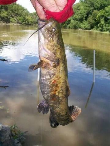 Vacation House for 2 Guests in Ouachita National Forest, Arkansas, Picture 4