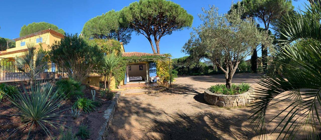 Sous les pins parasols in Vidauban, Côte méditerranéenne (France)