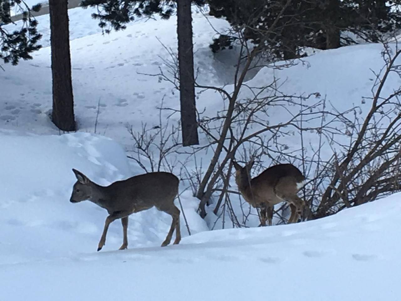 Ganze Wohnung, Bindschedler in Silvaplana, Sankt Moritz