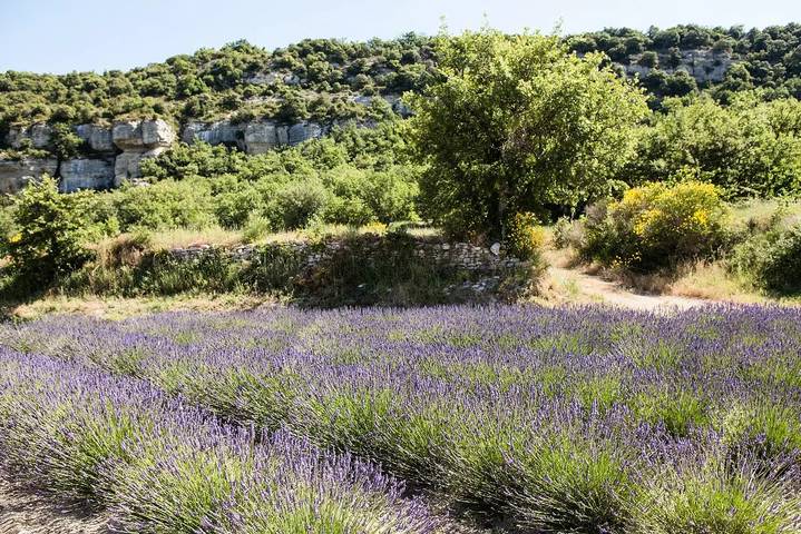 Camping für 4 Personen, mit Terrasse in Vaucluse - 3