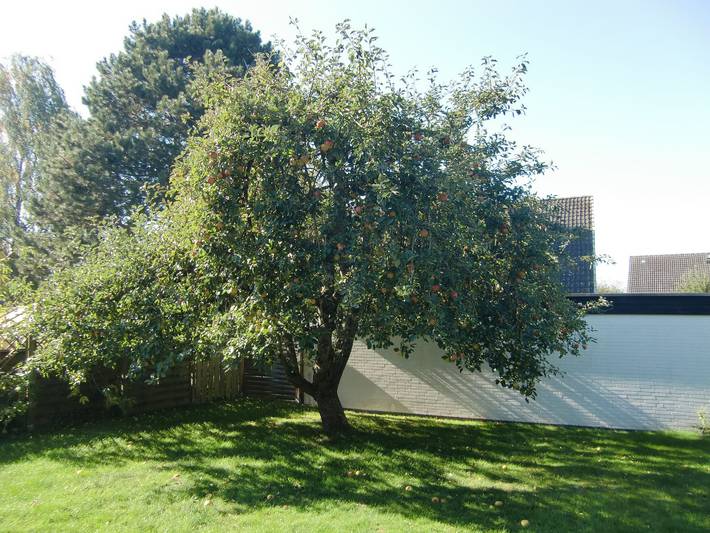 Ferienhaus für 3 Personen, mit Terrasse und Garten, kinderfreundlich in Neustadt in Holstein - 4