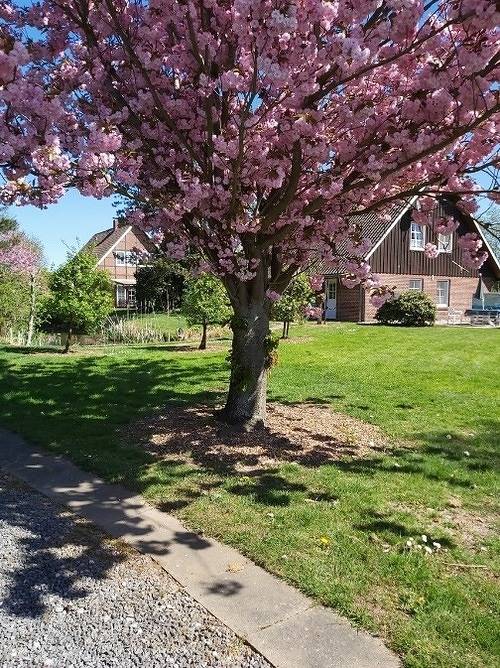 Ferienwohnung für 5 Personen, mit Terrasse und Garten sowie Seeblick und Ausblick in Jork