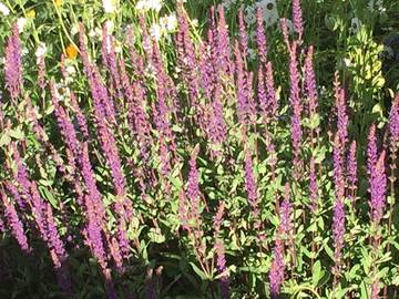 Cabin for 4 Guests in Sawtooth National Forest, Idaho, Picture 2