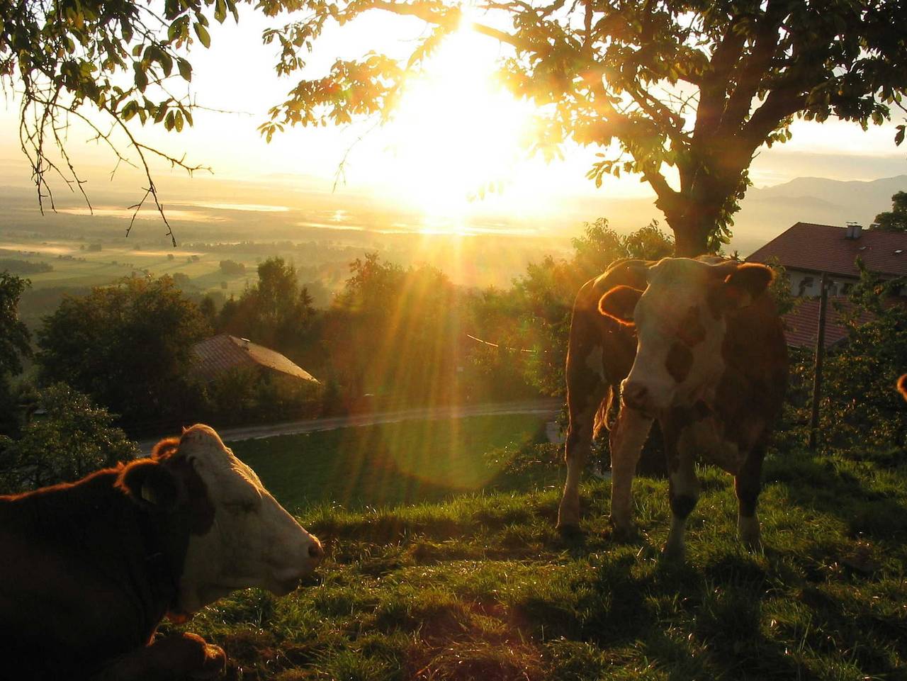 Koglhof - Kathrin und Hans Kirchberger - Sonnenaufgang in Fischbachau, Alpenland Tegernsee Schliersee