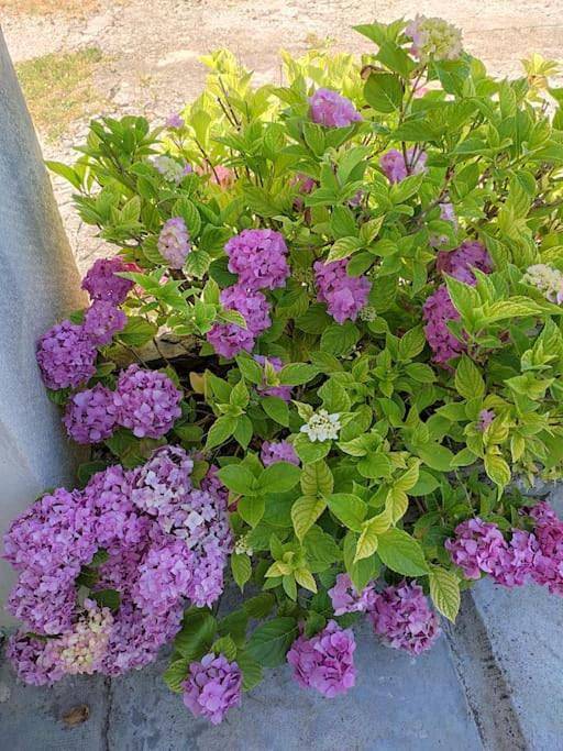 Location de vacances pour 9 personnes, avec piscine et jardin à Saint-Martin-de-Valgalgues - 2