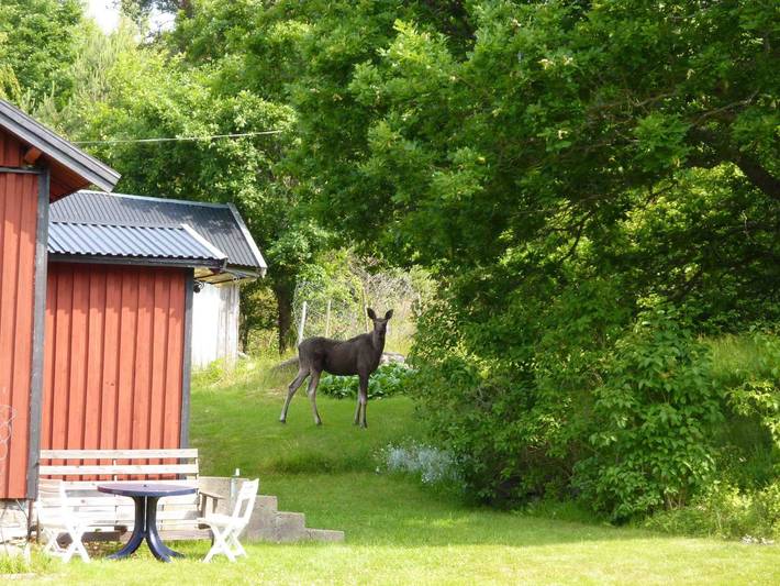 Charmante Ferienhaus auf Orust an der Westküste von Schweden in Orust
