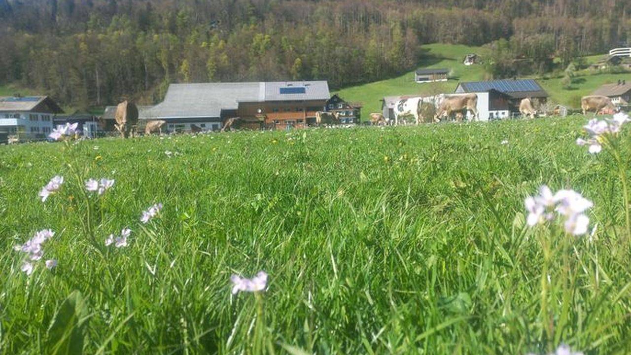 Ganze Ferienwohnung, Ferienwohnung für 6 Personen (90 m²) in Bezau in Bezau, Bregenzerwald