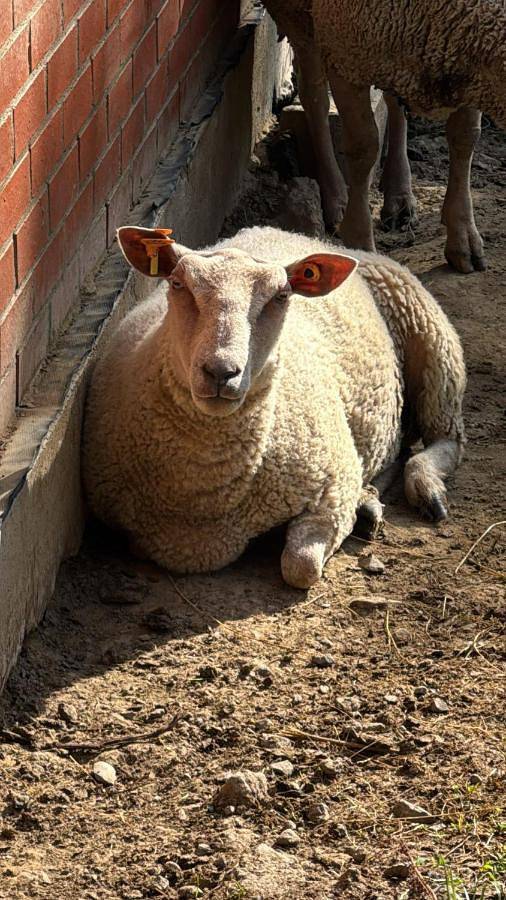 Location de vacances pour 6 personnes, avec jardin et vue dans Laforêt - 3