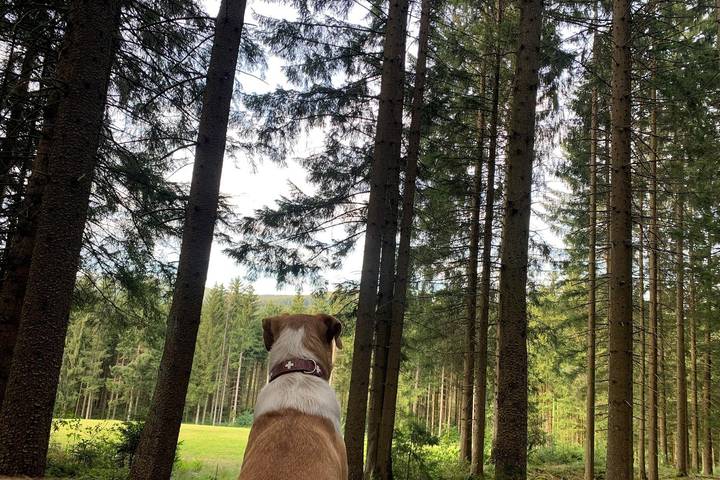 Bauernhof für 4 Personen, mit Garten, kinderfreundlich im Bayerischer Wald - 2