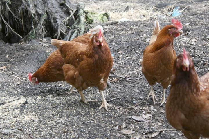 Ferienhaus für 5 Personen, mit Garten und Ausblick in Wietzendorf - 4