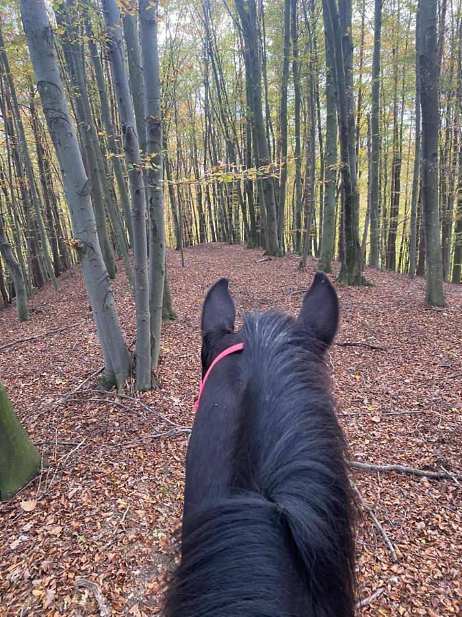 Location de vacances pour 2 personnes, avec jardin et vue, animaux acceptés dans Ormož - 3