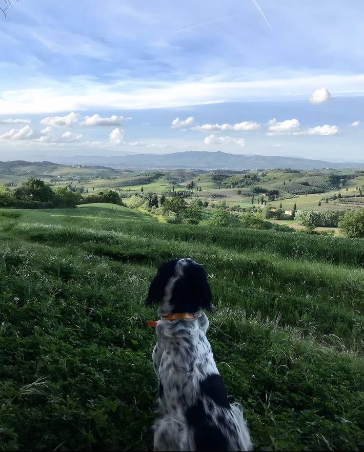Appartamento intero, Agriturismo “Fattoria Bellosguardo”, appartamento 'mangiatoia' in Castelfiorentino, Firenze province