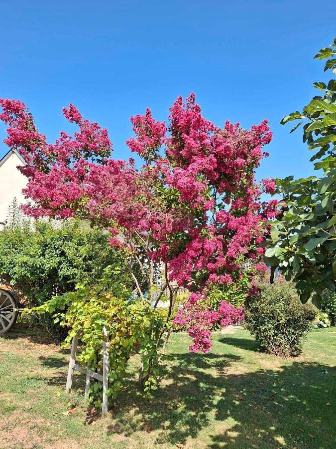 Location de vacances pour 8 personnes, avec jardin à La Salvetat-Peyralès - 3