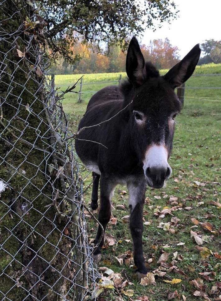 Bauernhof für 7 Personen, mit Terrasse und Garten in der Schweiz - 4