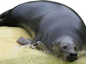 Ferienwohnung für 3 Personen in Friedrichskoog-Spitze, Friedrichskoog, Bild 2