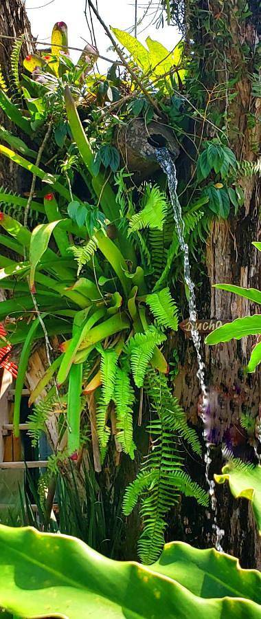 Chambre d’hôte pour 3 personnes, avec balcon ainsi que jardin et vue dans Trindade - 3