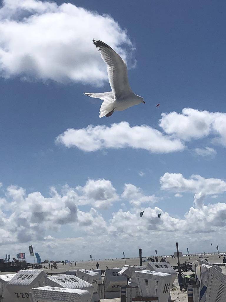 Ganze Ferienwohnung, Appartement Sandrose in St. Peter-Bad, St. Peter-Ording