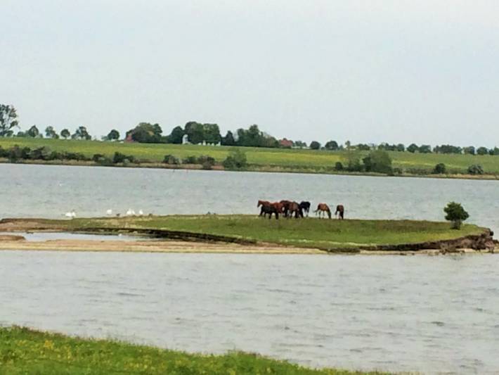Ferienpark für 2 Personen, mit Garten, mit Haustier in Mecklenburg-Vorpommern - 4