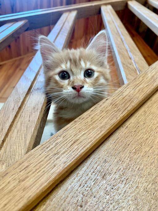 Location de vacances pour 4 personnes, avec jardin et terrasse, animaux acceptés dans Bagneux (Indre) - 3