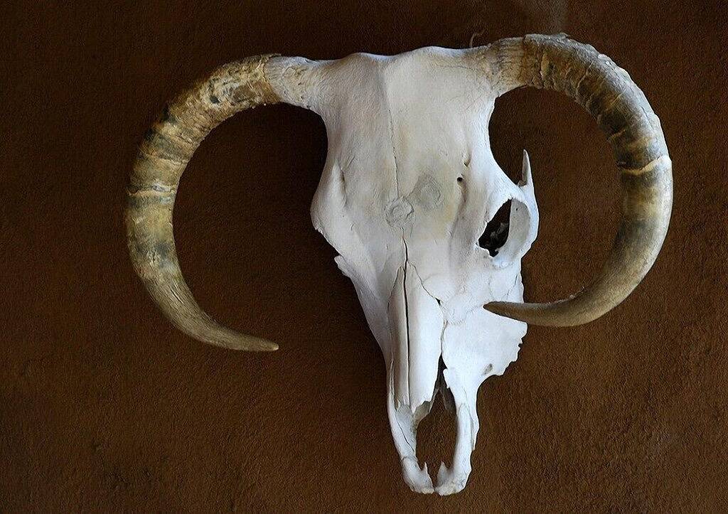 Bighorn Ridge 2-Suite / 1 Schlafzimmer Jedes (Getrennte) Gästehaus - Bighorn Ridge 1-Suite / 1 Schlafzimmer Gästehaus in Regional District of Okanagan-Similkameen