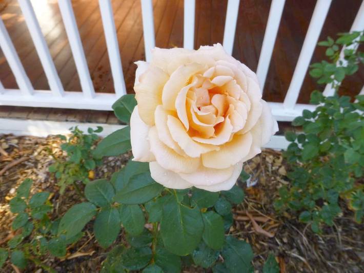 Chambre d’hôte pour 2 personnes, avec jardin et vue ainsi que piscine et terrasse à Perth - 3