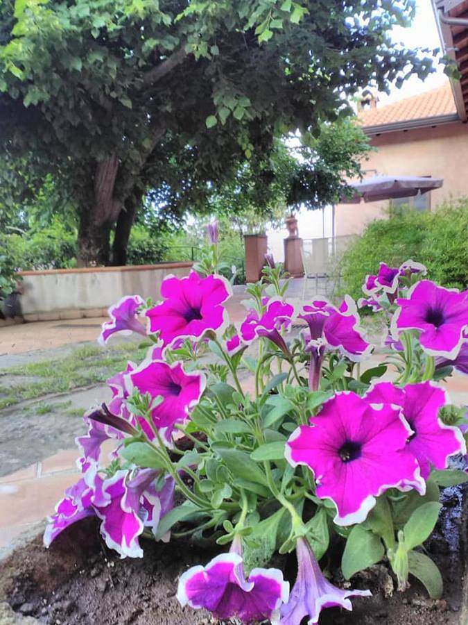 La corte di Bafè B&B "Slow Life" in Zafferana Etnea, Etna