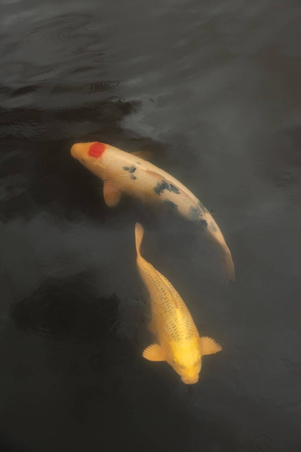 Lodge on the water in Dordogne in Parcoul, Périgord Vert