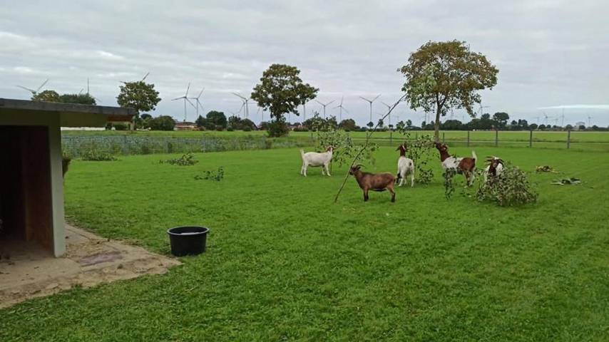 Tjarkshof - Fewo Willi in Friedrichskoog, Kreis Dithmarschen