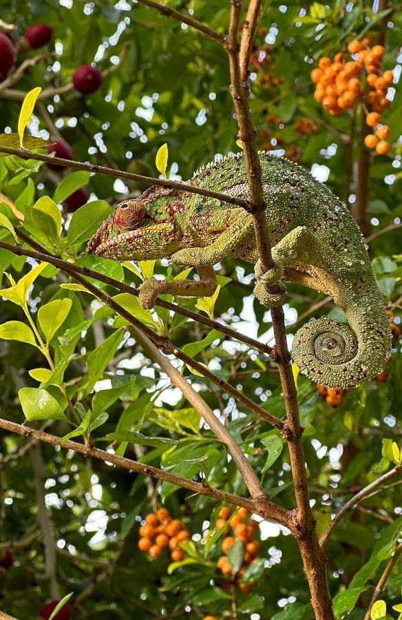 Chambre d’hôte pour 2 personnes, avec jardin et vue à Saint-Leu - 2