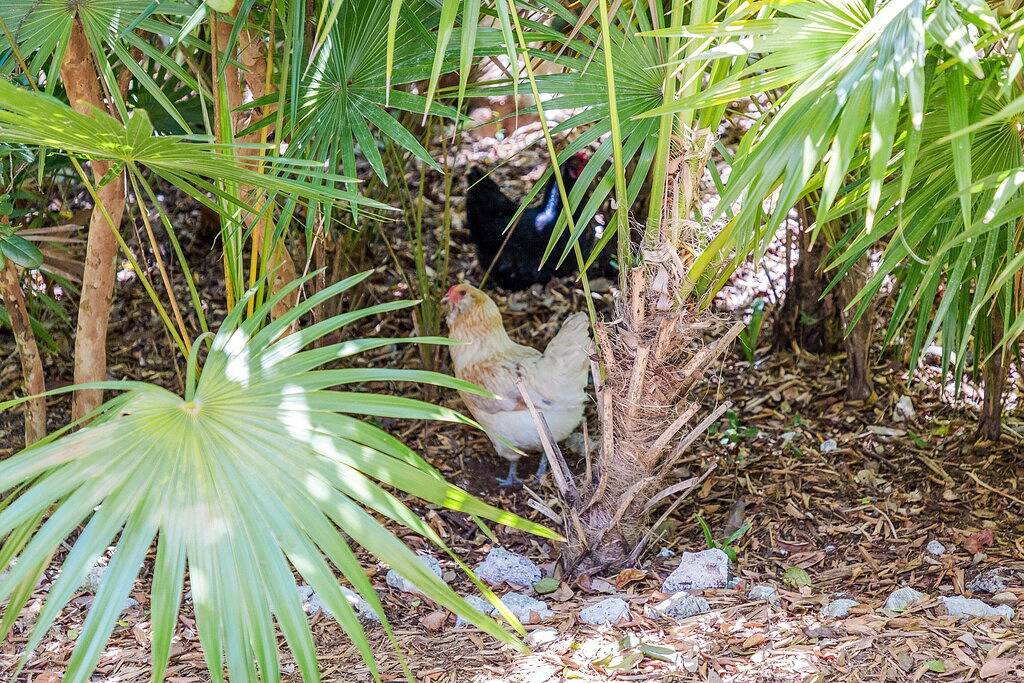 The Florida Keys Treehouse in Marathon, Fl in Marathon, Monroe County