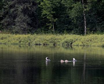 Log Cabin for 6 Guests in Alaska, USA, Picture 1