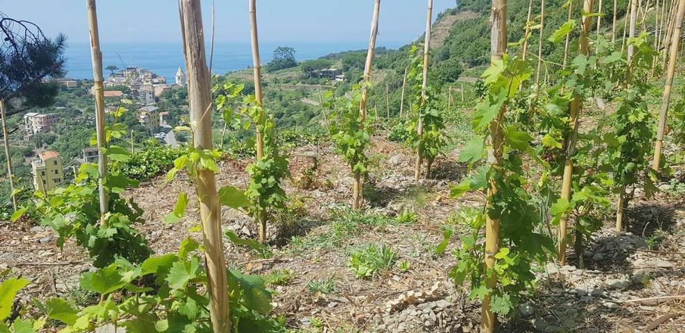 Chambre d’hôte pour 2 personnes, animaux acceptés à Corniglia - 4