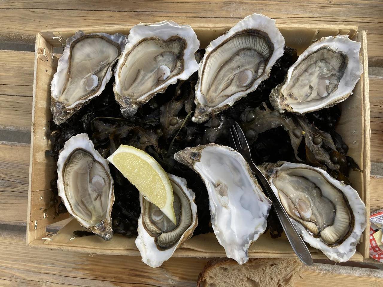 Les Palmiers in Port Blanc (Penvénan), Penvénan