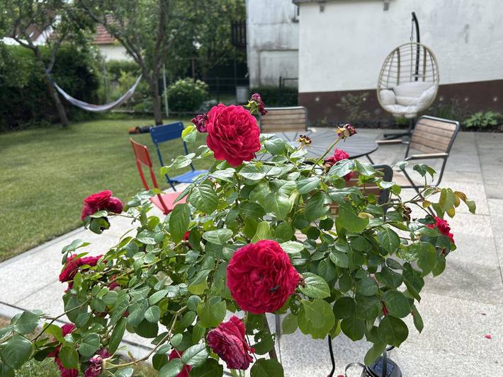 Ferienhaus für 6 Personen, mit Garten, kinderfreundlich in der Pfalz - 2