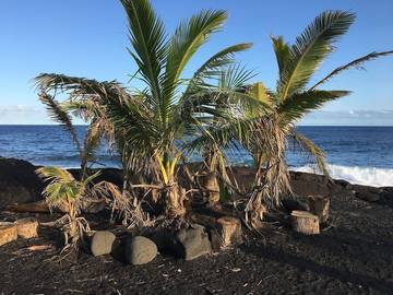 Bungalow for 2 Guests in Hawaiian Beaches, Island of Hawaii, Picture 3