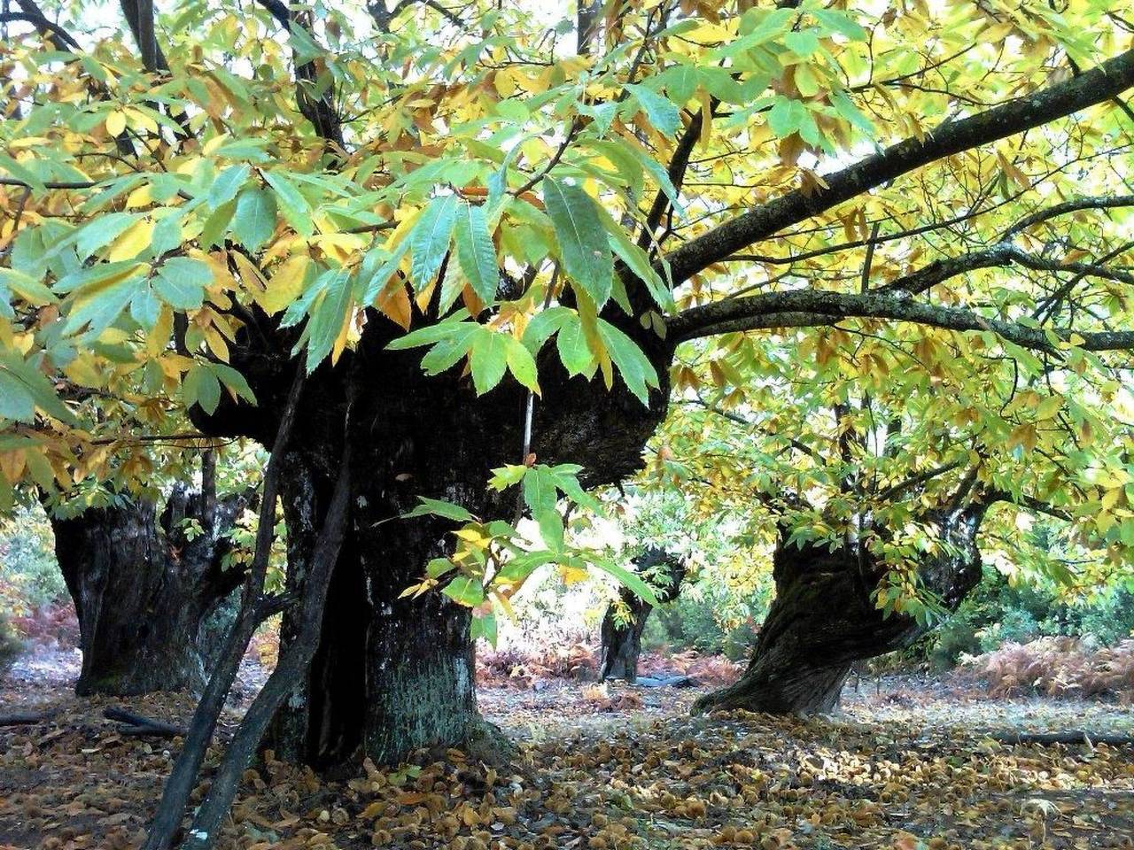 Apartamento entero, Rural Médulas Haus 1. für 4 Pax belegt. in Carucedo, El Bierzo