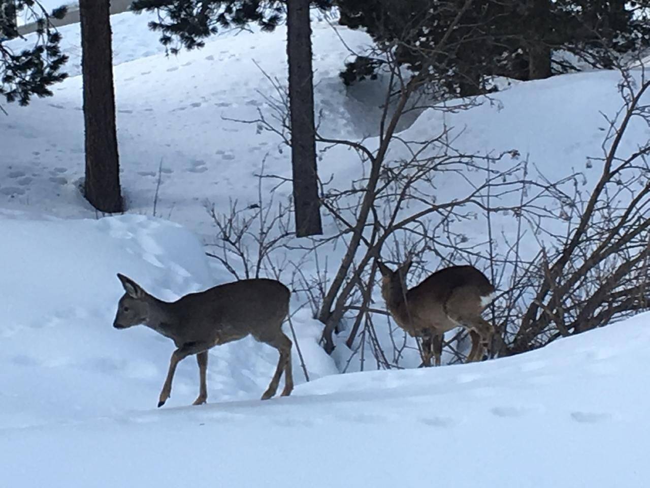 Appartamento intero, Bindschedler in Silvaplana, Oberengadin