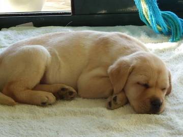 Holiday Home for 8 People in Penneshaw, Kangaroo Island, Photo 2