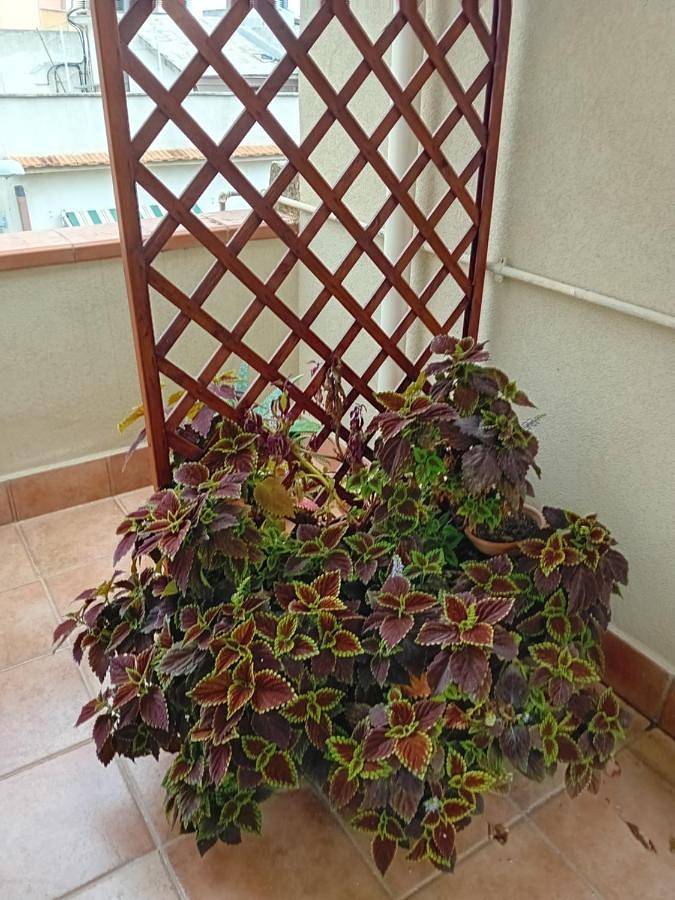 Chambre d’hôte pour 6 personnes, avec terrasse et vue, animaux acceptés à Noto - 3