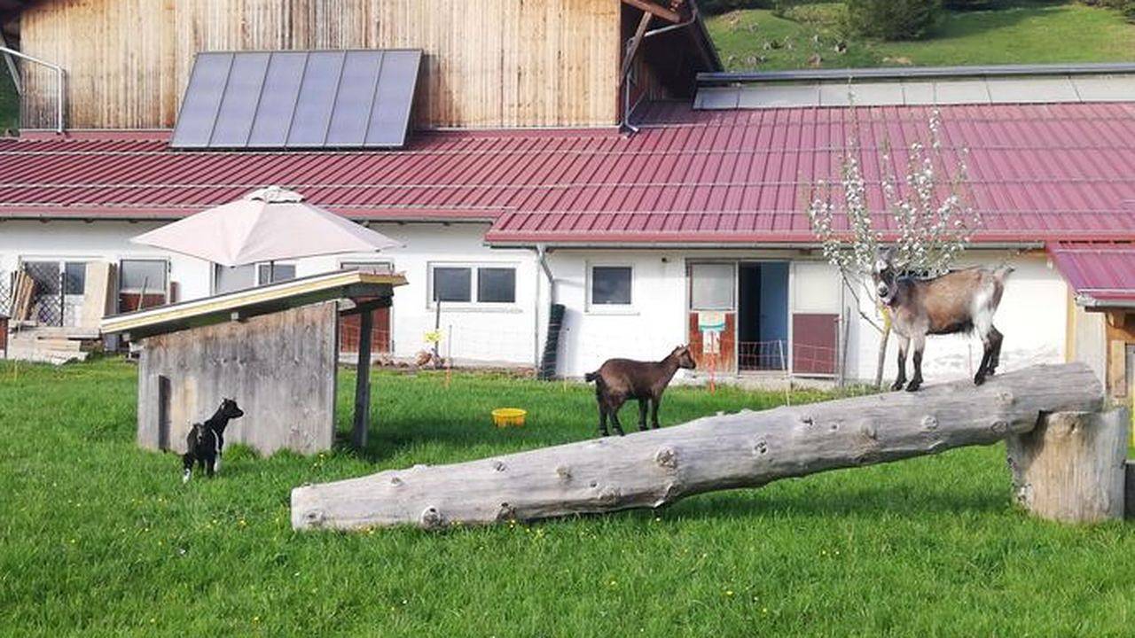 Ganze Ferienwohnung, Ferienwohnung für 4 Personen (49 m²) in Haldensee in Grän, Allgäuer Alpen (Österreich)