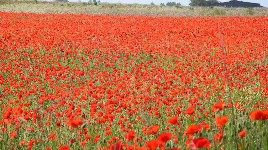 Chambre d’hôte pour 2 personnes, avec jardin ainsi que piscine et terrasse à Rognes - 4
