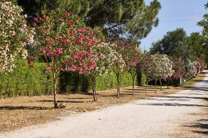 Bungalow für 4 Personen, mit Terrasse und Pool, mit Haustier in der Maremma - 2