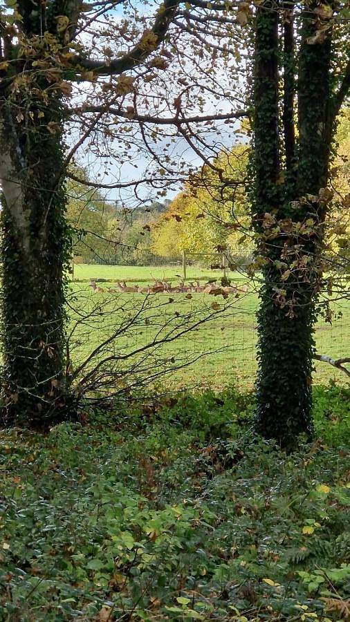 Location de vacances pour 6 personnes, avec jardin et terrasse à Fermoy - 4