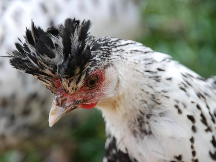 Ferienhof Zamsegg - Doppelzimmer "Alpenblumen" mit Bad, Wc in Vorderstoder, Kirchdorf an der Krems (Bezirk)