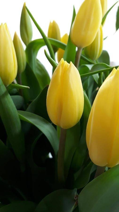 Maison d’hôte pour 4 personnes, avec vue et jardin à Alpbach - 4