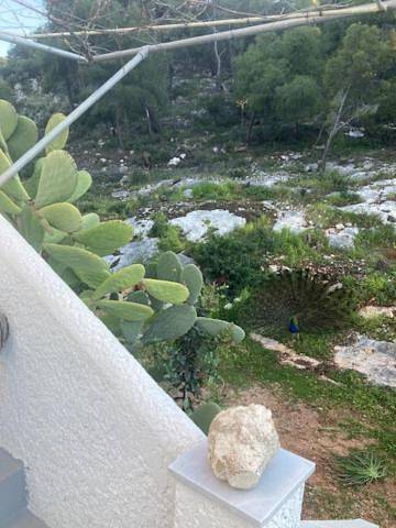 Location de vacances pour 2 personnes, avec jardin, animaux acceptés dans Agistri - 4