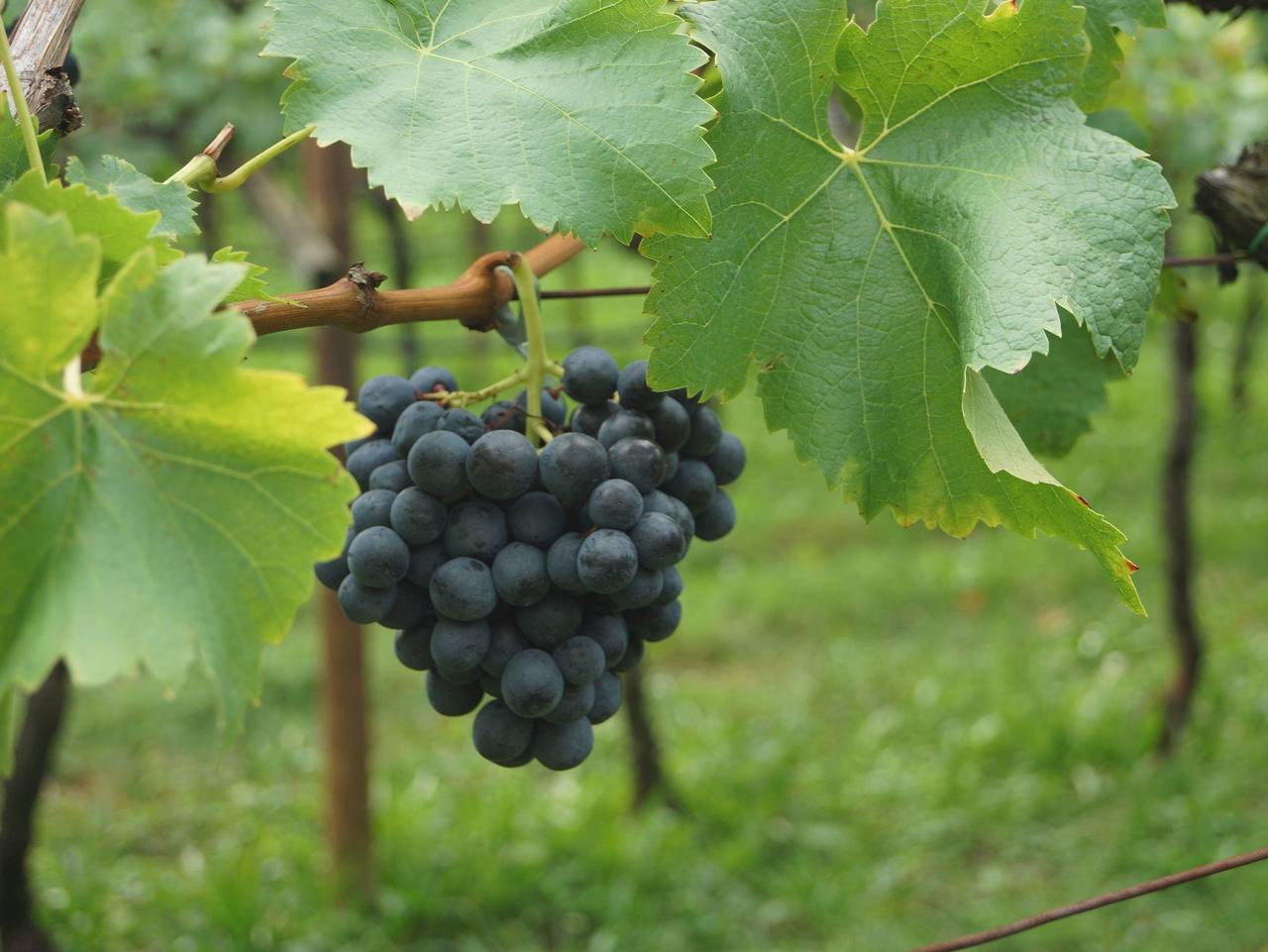 Ganze Wohnung, Ansitz Bernard - Ferienwohnung in Kalterer See, Kaltern an der Weinstraße